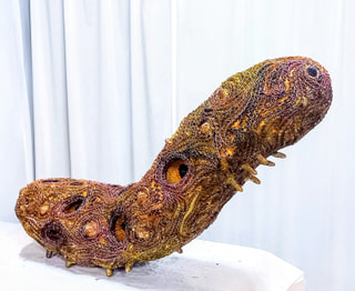 ゾウハナヒャクメモドキ